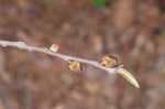 Smallflower pawpaw